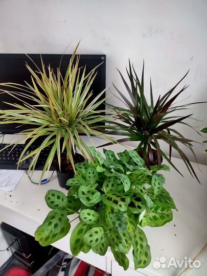 Фикус Наташа