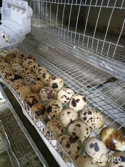 Яйца перепелиные домашние