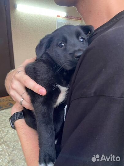 Щенок в добрые руки бесплатно