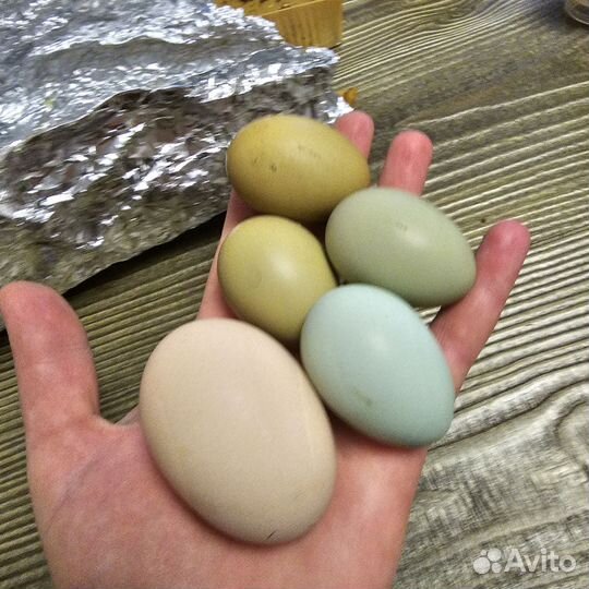 Инкубационное яйцо породистых кур