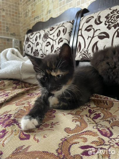 Котенок