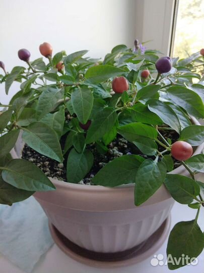 Острый перчик 