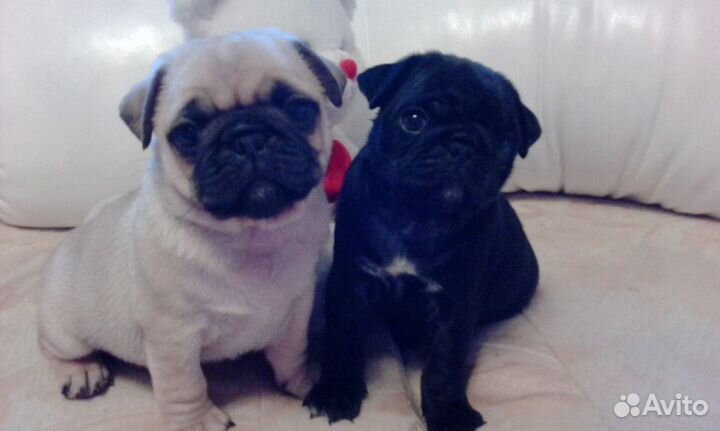 Щенки мопса