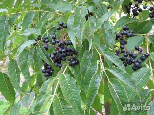 Декоративные кустарники