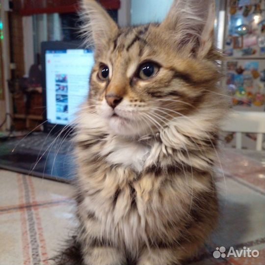 Кот,массовый,мать мессовая норвежская лесная