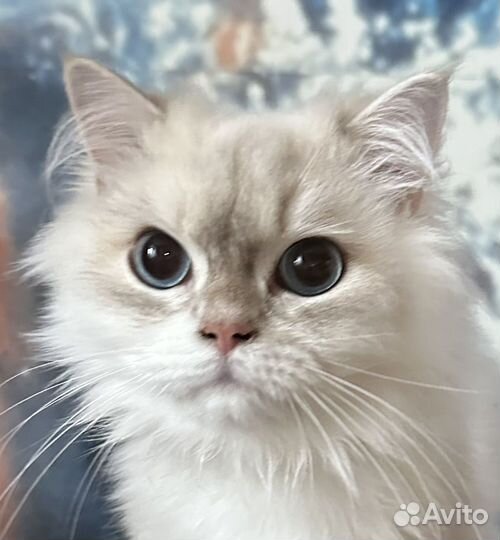 Британец длинношерстный