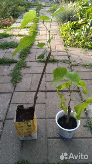 Саженцы винограда Изабелла