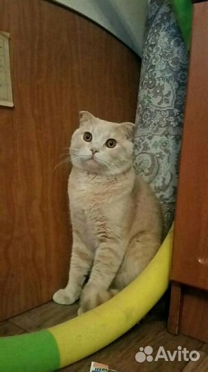 Вязка с котом