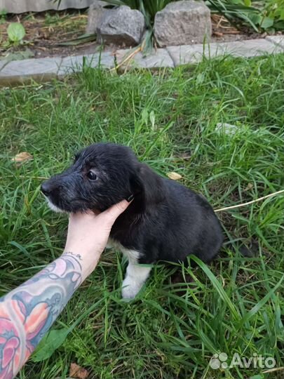 Маленькая собака в добрые руки бесплатно