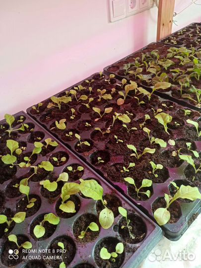 Табак курительный рассада