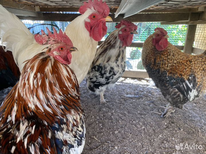 Карликовые куры и петухи