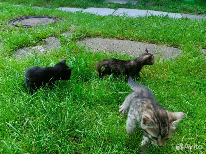 Домашние животные кошки