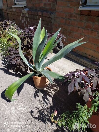 Агава голубая опунция магнолия