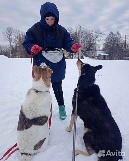 Собака в добрые руки