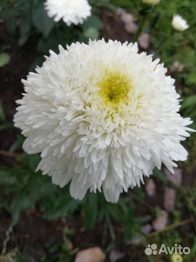 Многолетники