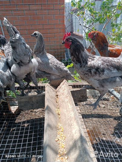 Петушки Андалузские голубые