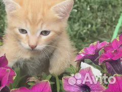 Кошечки в добрые руки