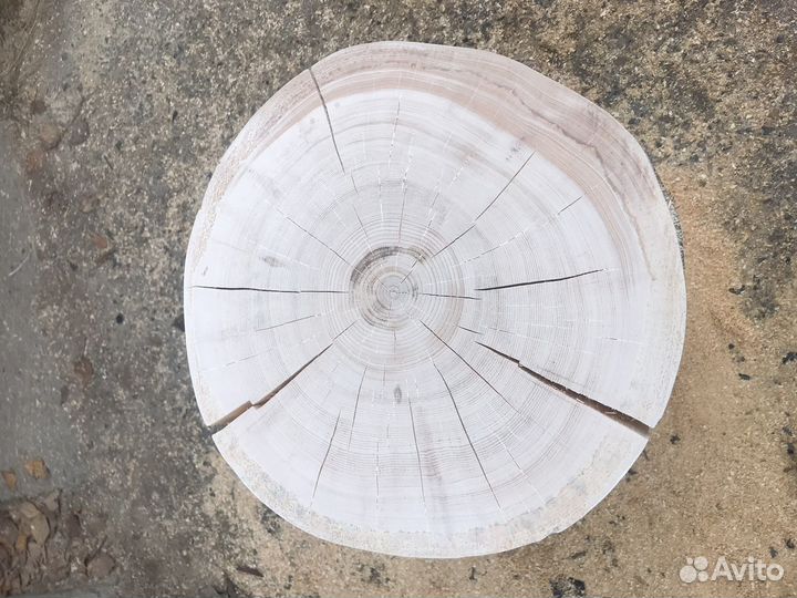 Спилы деревьев