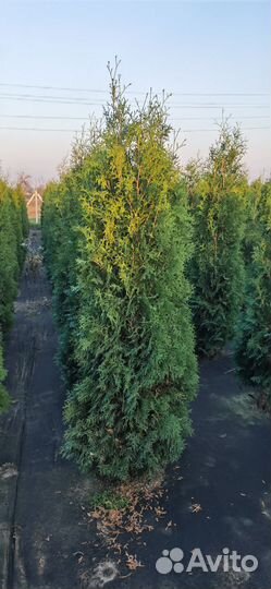 Туя колумна