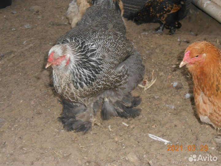 Куры и петушки Брама Колумбийская