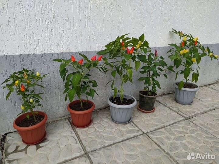 Декоративный перец домашний острый