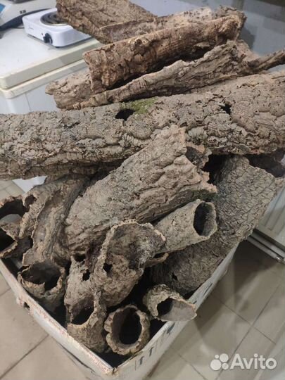 Кора пробковый дуб