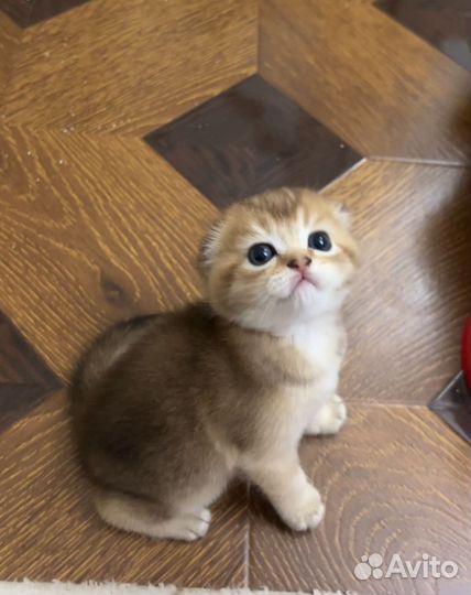 Британские котята золотая шиншилла