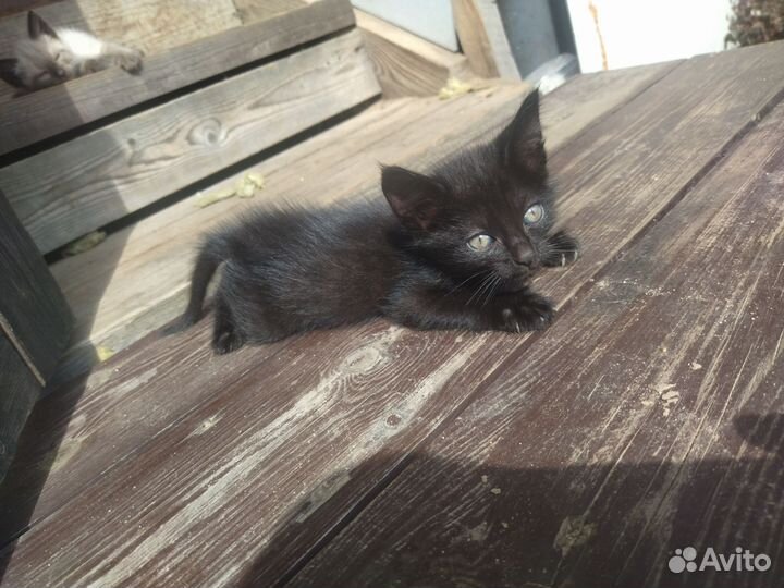 Продам котят