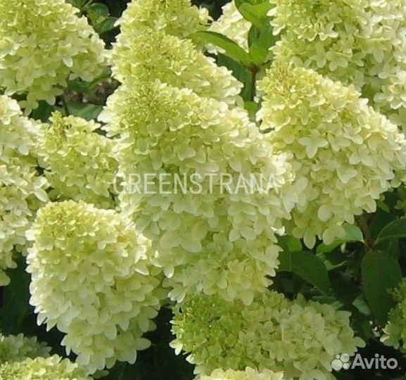 Гортензия метельчатая Magical Candle/С7,5