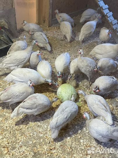 Яйцо цесарки