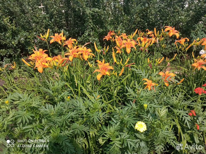 Многолетние декоративные садовые цветы