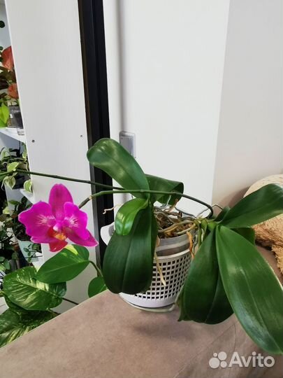 Орхидея фаленопсис