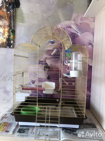 Попугай корелла ручной