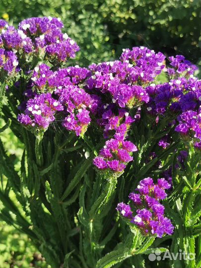 Статице срезка