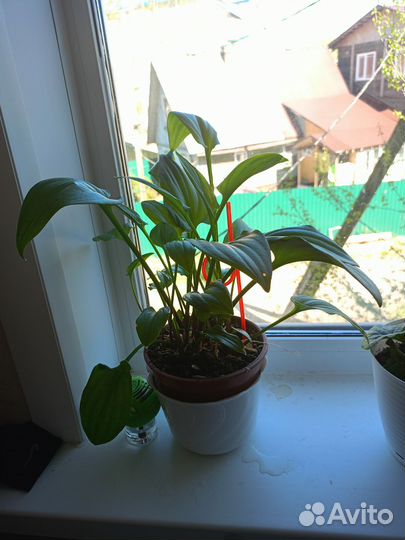 Комнатные цветы