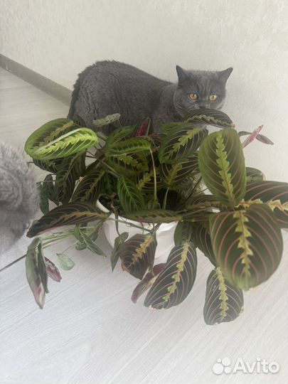 Маранта триколор