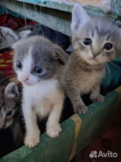 Шотландский вислоухий котенок