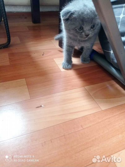 Британские котята