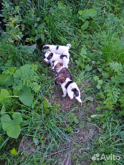 Щенки в добрые руки