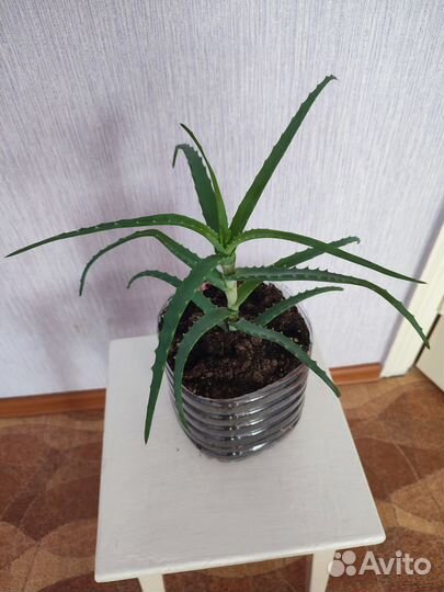 Алоэ столетник