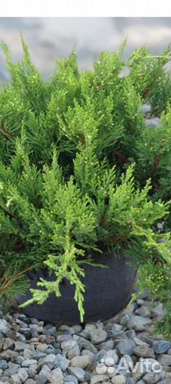 Можжевельник чешуйчатый виргинский прибрежный