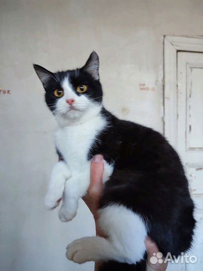 Очень милые Котята 4 мес