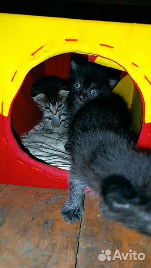 Котики бесплатно