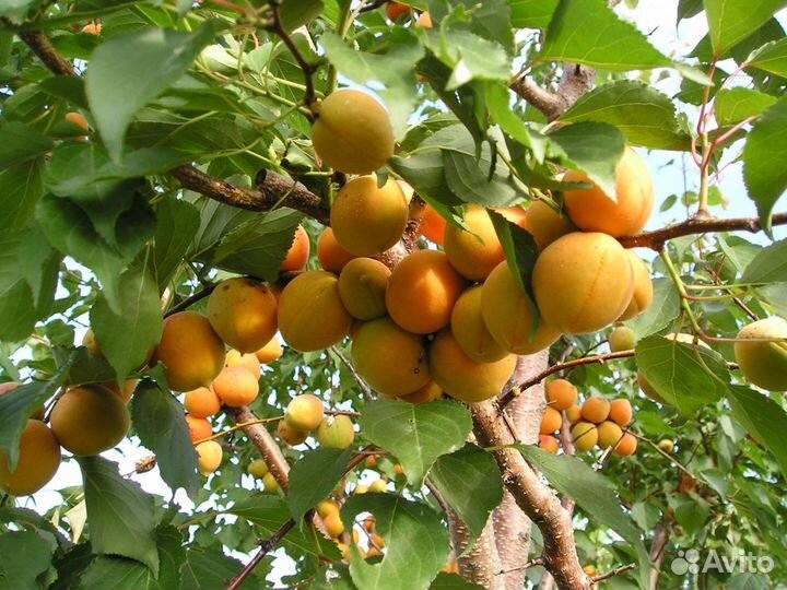 Саженцы абрикос Снегирек