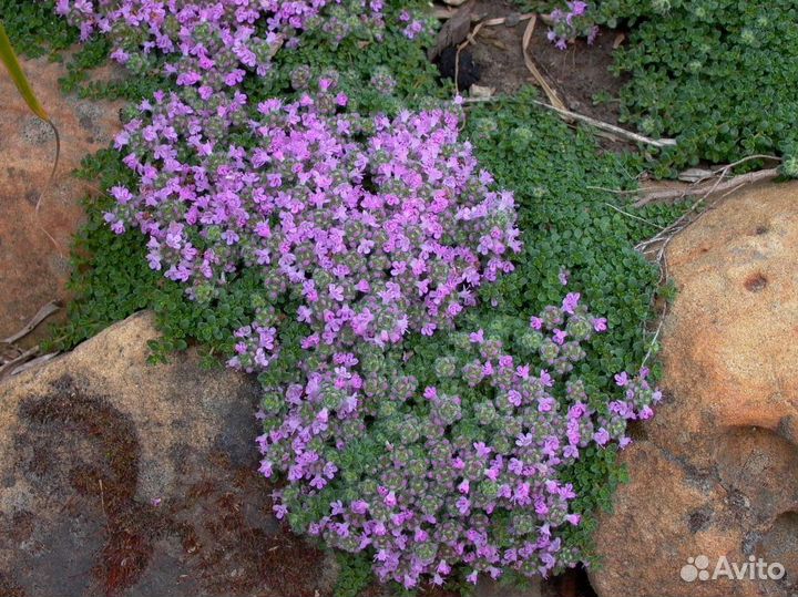 Тимьян ранний Псевдоланогуносис