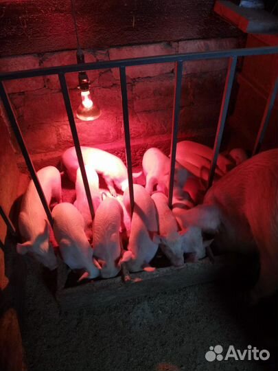 Поросята