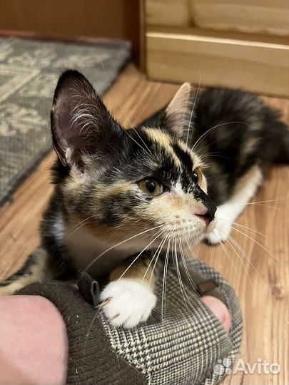 Котята в хорошие руки