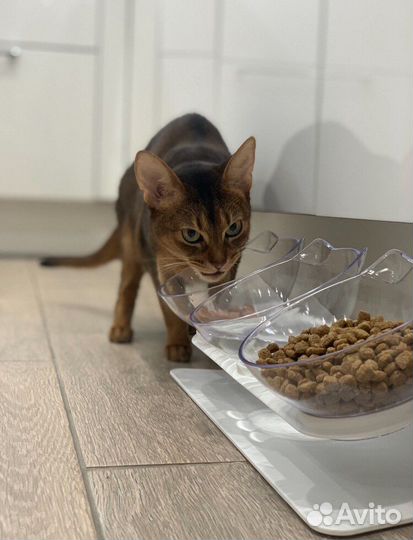 Миски для кошек на подставке