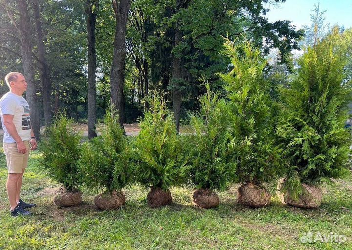 Туя Смарагд с гарантией приживаемости