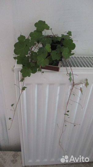 Цимбалярия постенная